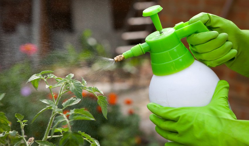 Обприскування томатів Обприскування томатів