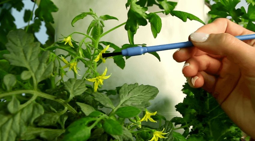 Штучне запилення томатів