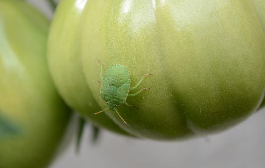 Профілактика появи шкідників