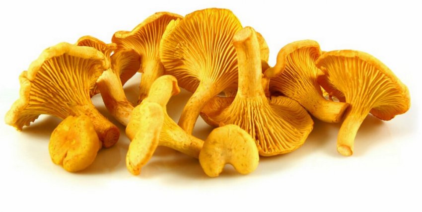 Гриби лисички Гриби лисички