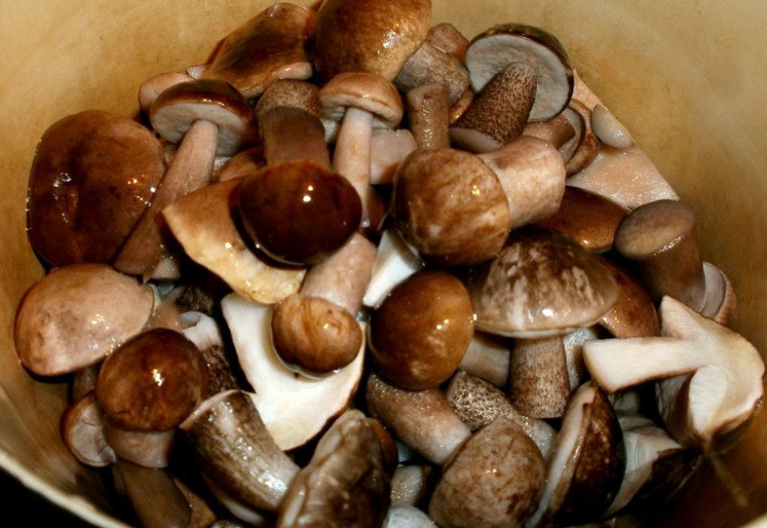 Підберезники Підберезники