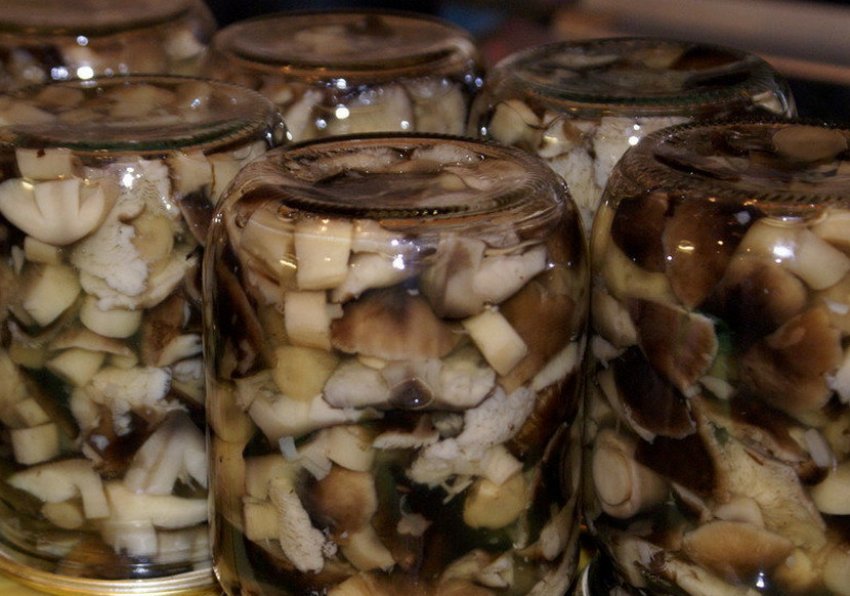 Підберезники Підберезники