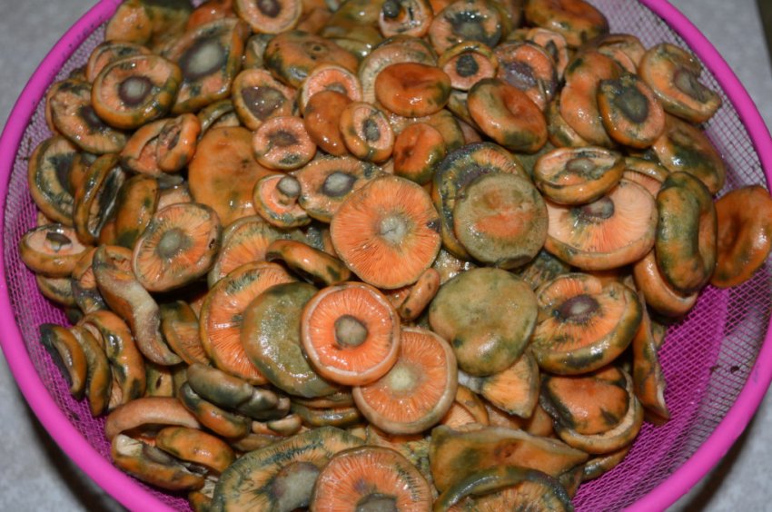 Заготівля рижиків