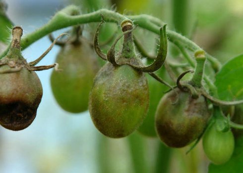 Як боротися з фітофторою на помідорах з допомогою народних засобів в теплиці і у відкритому грунті