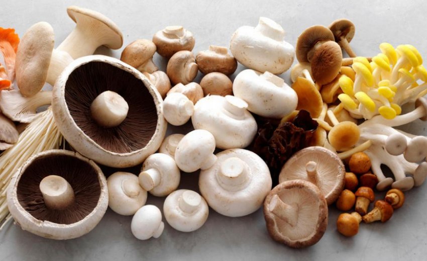 Гриби різних видів