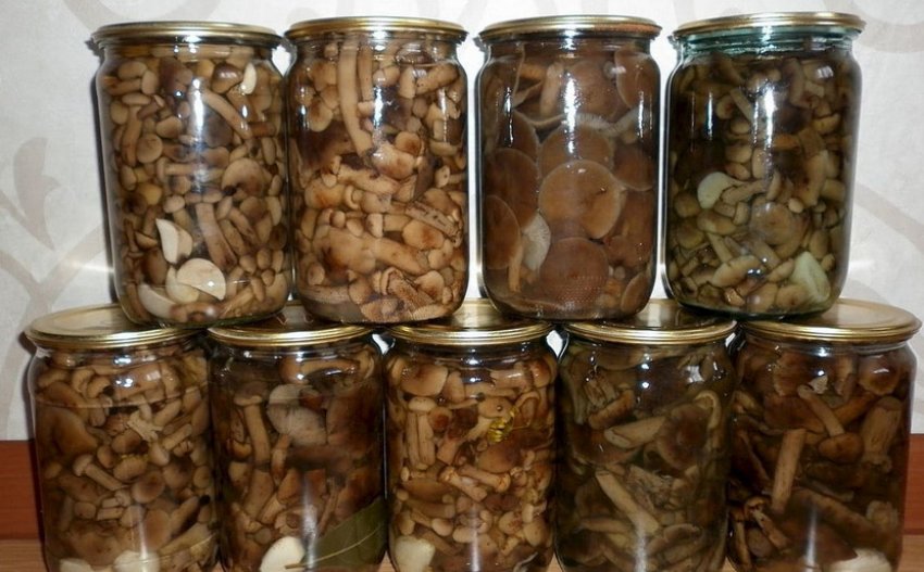 Гриби Гриби