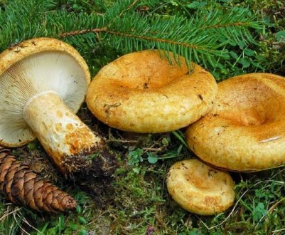 Потрібно вимочувати грузді перед засолкою