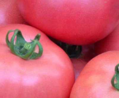 Помідори «Рожевий мед»: опис та характеристика сорту, посадка, вирощування і догляд