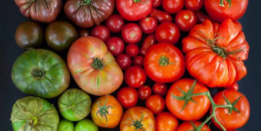 Томати різних сортів Томати різних сортів