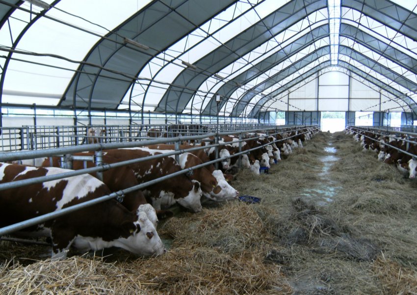 В Башкирії роботи будуть виробляти екологічно чисте молоко В Башкирії роботи будуть виробляти екологічно чисте молоко