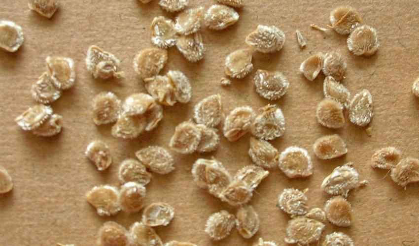 Насіння томатів