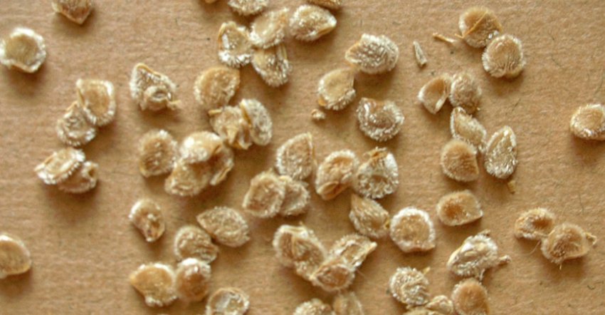 Насіння томатів Насіння томатів