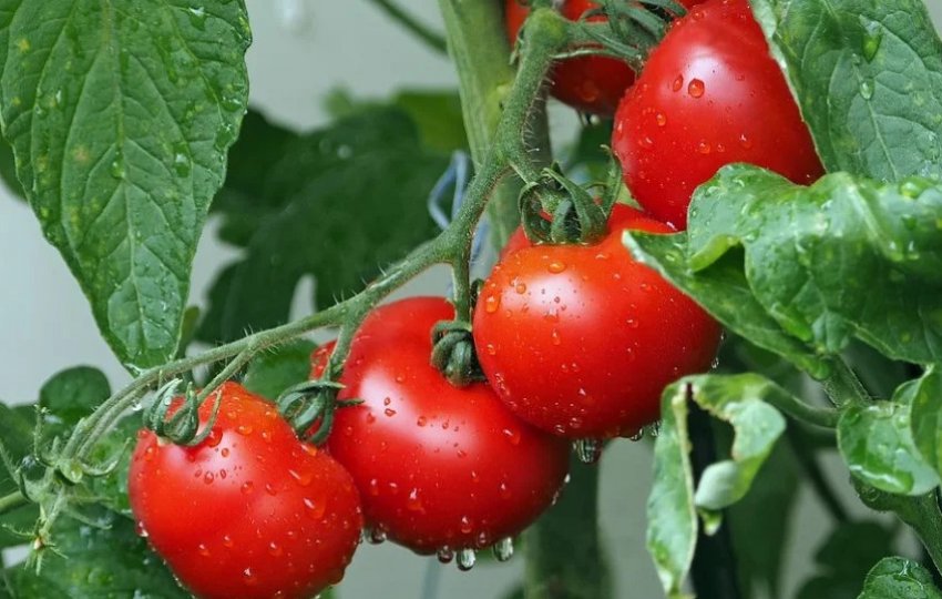 Уксусная обработка томатов