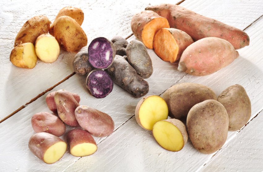 Рекордний неврожай картоплі зафіксований на Прикарпатті Рекордний неврожай картоплі зафіксований на Прикарпатті