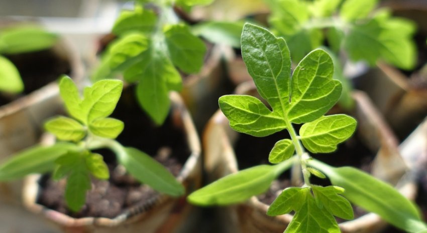 Розсада томатів Розсада томатів