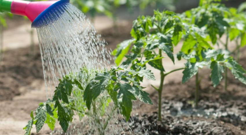 Полив томатів Полив томатів