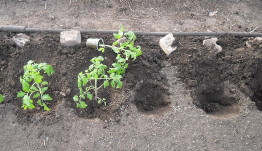 Розсаду помідорів в грунт Розсаду помідорів в грунт