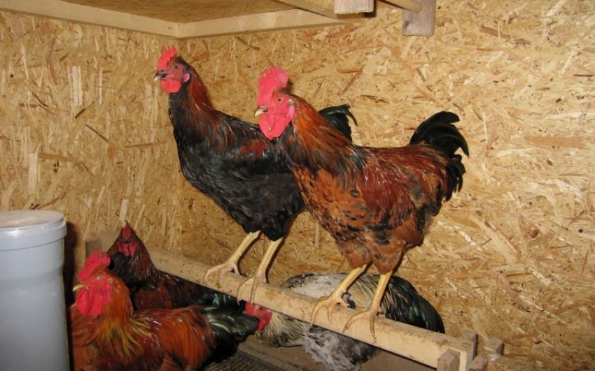 Кури в курнику