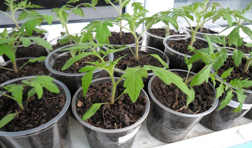 Розсада томатів