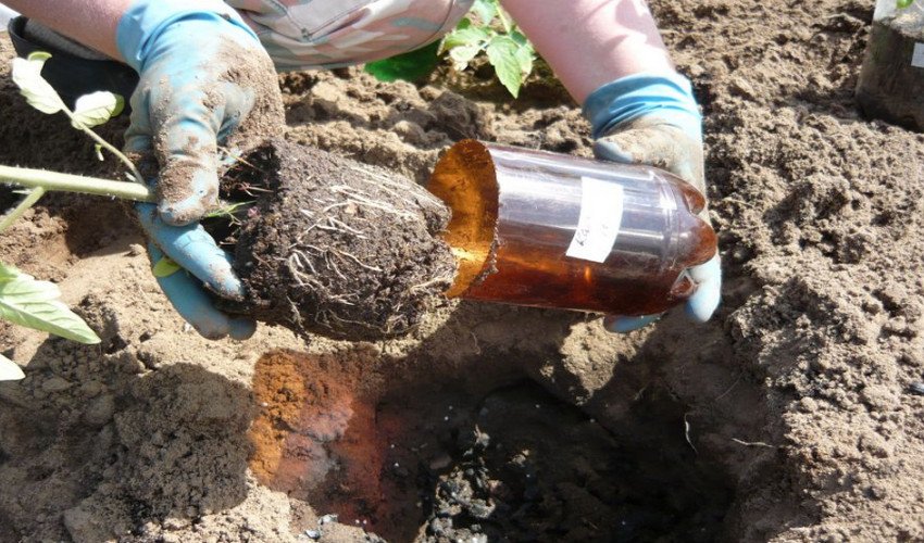 Висадка розсади