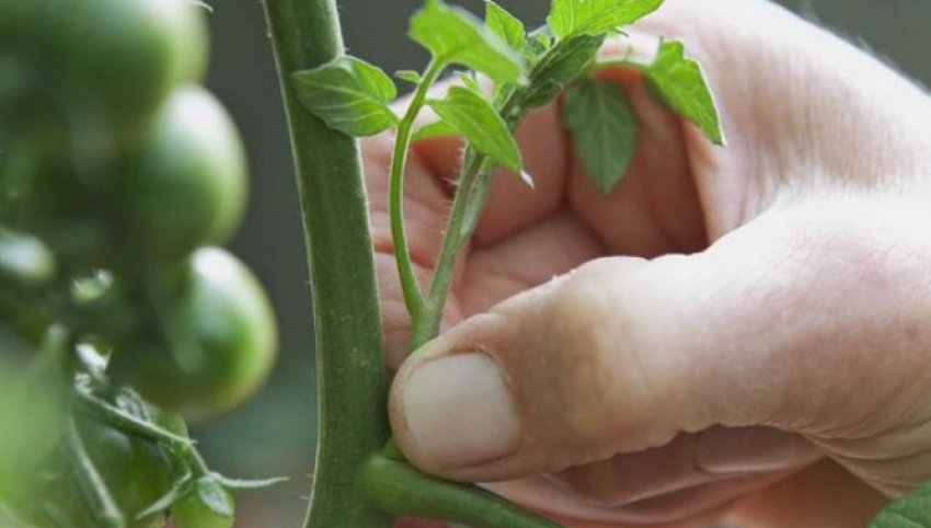 Пасинкування помідорів Пасинкування помідорів