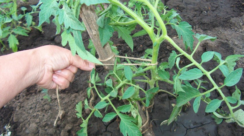 Підв'язка томатів Підв'язка томатів
