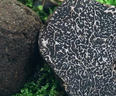 Трюфель і його різновиди, смакові якості, ціна, особливості збору