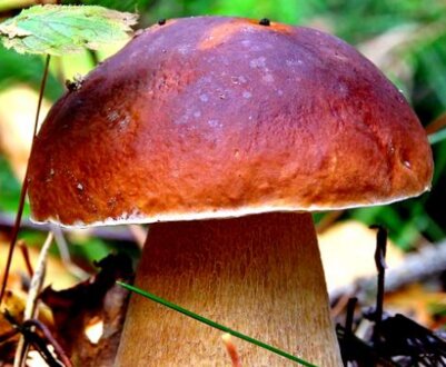 Класифікація і види білих грибів