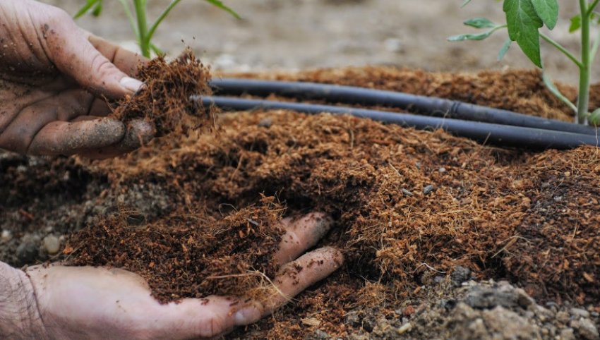 Підживлення томатів Підживлення томатів