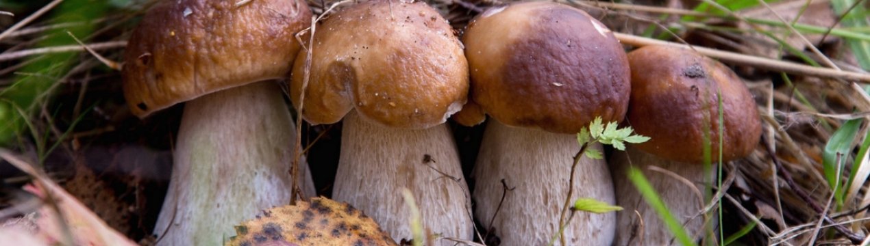 Чим корисний білий гриб для людини