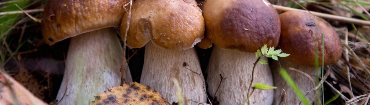 Можна годуючій мамі білі гриби