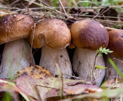 Можна годуючій мамі білі гриби