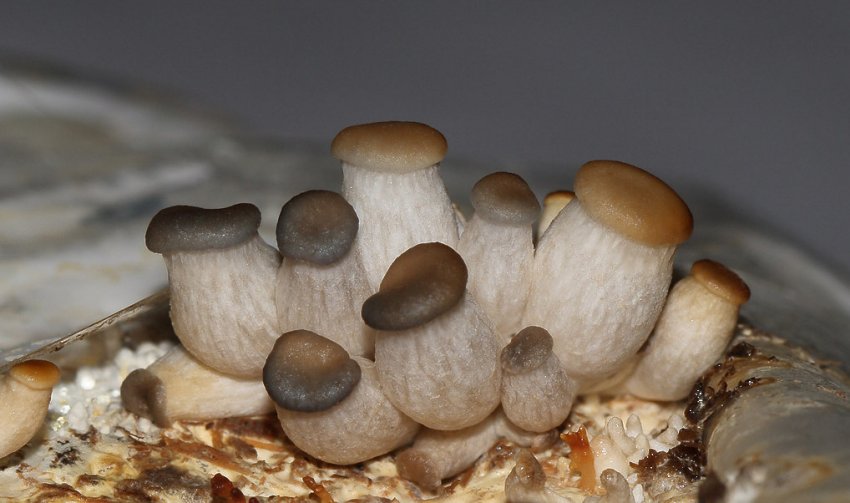 Вирощування грибів у домашніх умовах Вирощування грибів у домашніх умовах