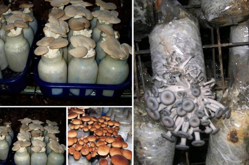 Выбор грибов для выращивания в домашних условиях