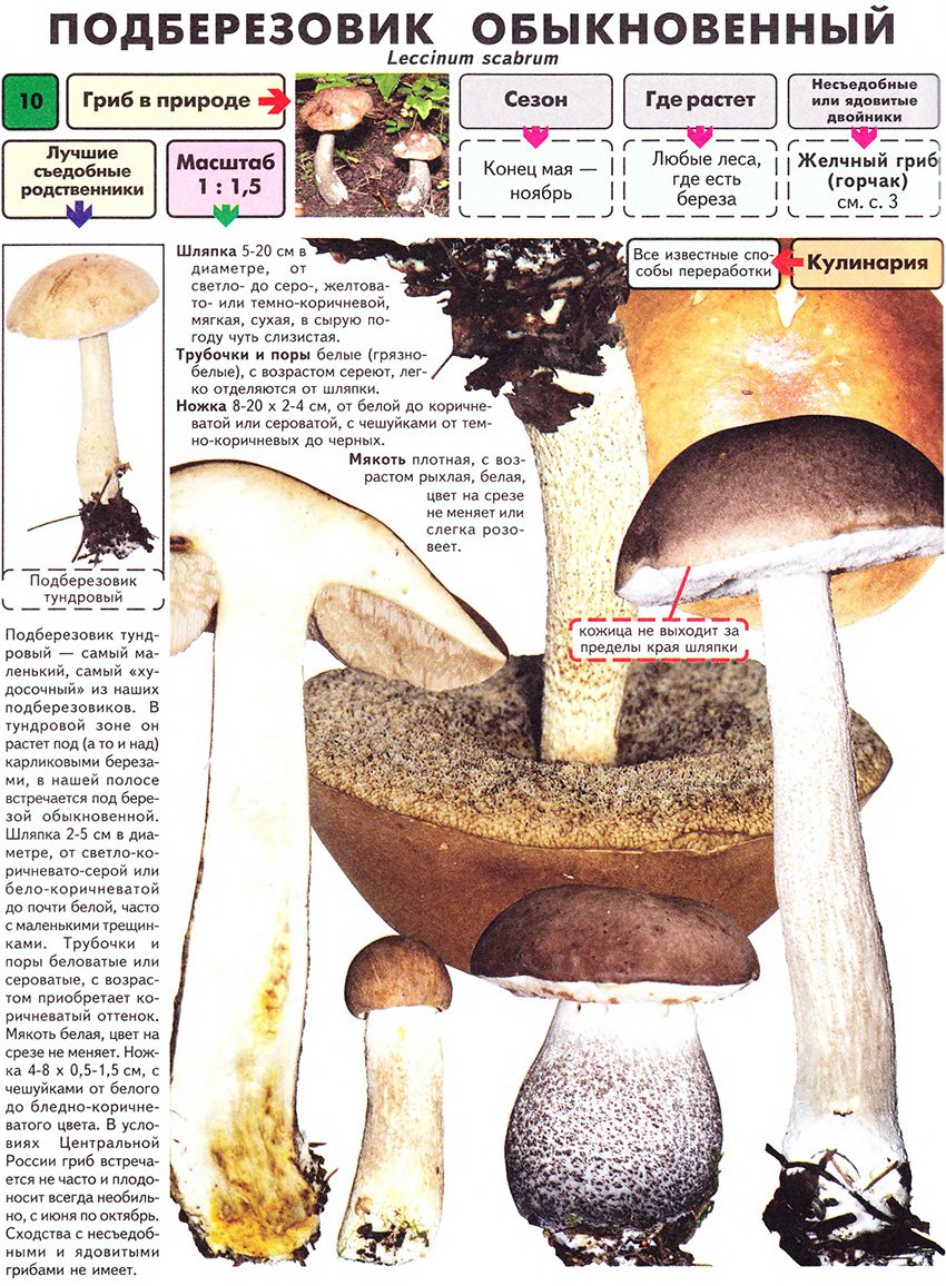 Подберезовик варить. Подберёзовик обыкновенный съедобные грибы фото и описание. Подберезовик гриб ложный и настоящий. Подберезовик гриб фото и описание. Подберезовик гриб описание.