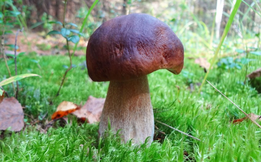 Ялиновий білий гриб Ялиновий білий гриб