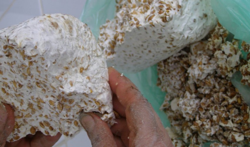 Зерна міцелію грибів Зерна міцелію грибів