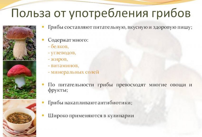 Користь грибів Користь грибів