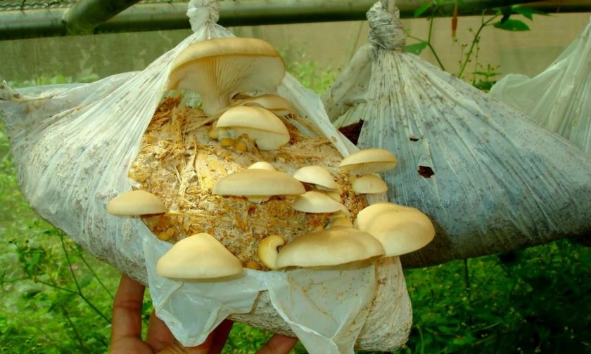 Смотреть как выращивают грибы в домашних условиях