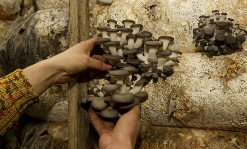 Как можно выращивать грибы в домашних условиях?