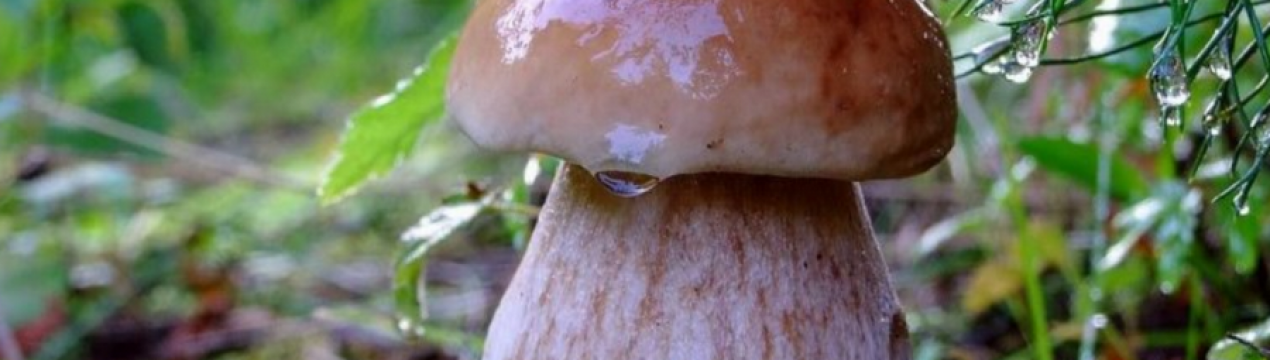 Як швидко ростуть білі гриби після дощу