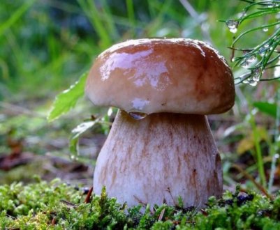 Як швидко ростуть білі гриби після дощу