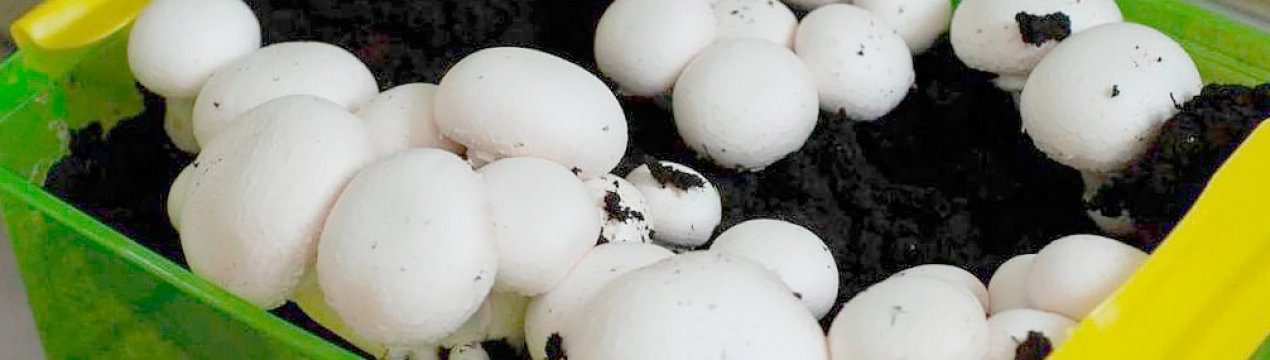 Умови вирощування грибів в домашніх умовах