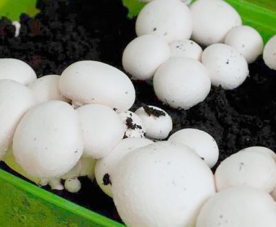 Умови вирощування грибів в домашніх умовах