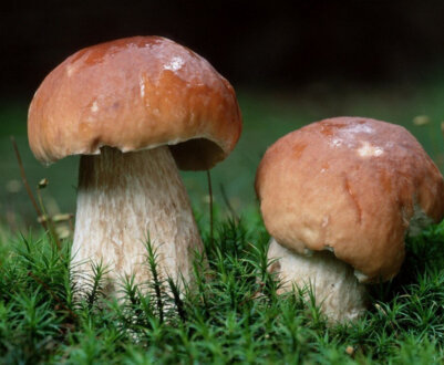 Боровик — все про білому грибі, фото і опис, їстівний чи ні, ціна