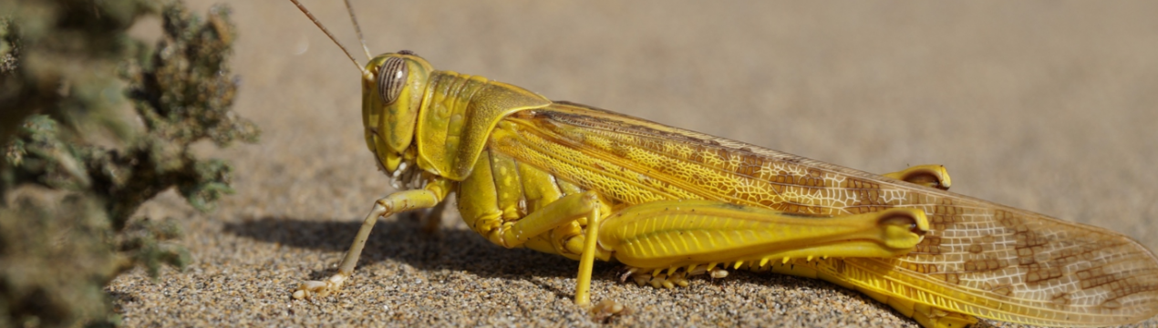 В Україні виникли сприятливі погодні умови для розмноження сарани
