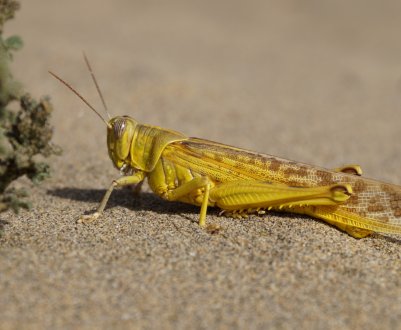 В Україні виникли сприятливі погодні умови для розмноження сарани