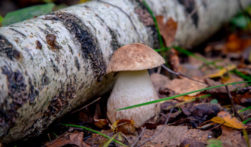 Боровик березовий