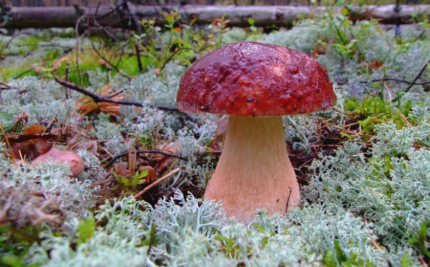 Боровик сосновий