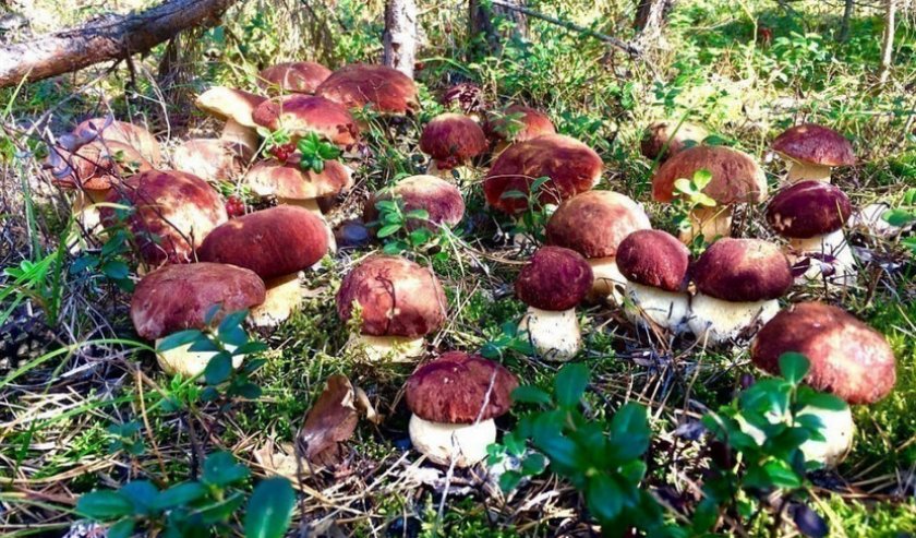 Грибная поляна с боровиками Грибная поляна с боровиками